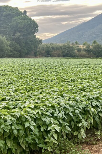 Campo di basilico