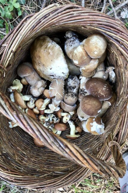 Cestino con dentro funghi misti
