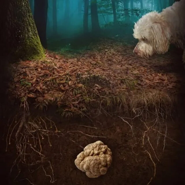raccolto tartufo cane