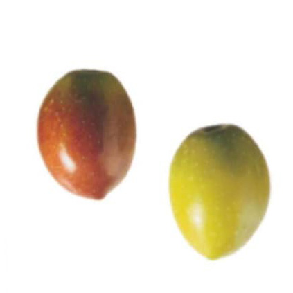 glossario umbonata