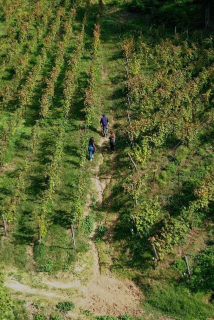 FIVI report GRADI vino cambiamento climatico