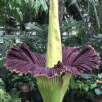 grazie dei fior Amorphophallus