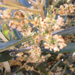 grazie dei fior olivo mignole e fiori