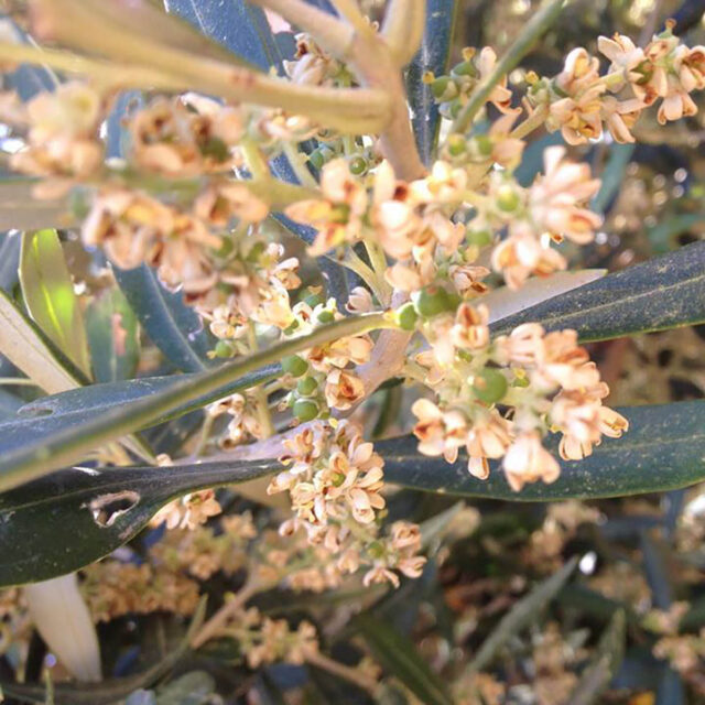 grazie dei fior olivo mignole e fiori