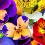 Fiori eduli di aprile