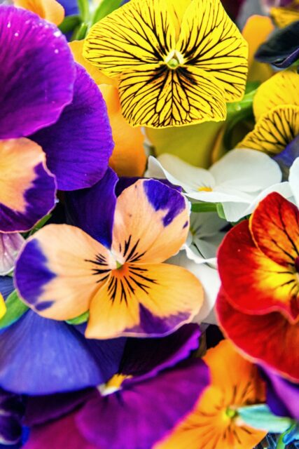 Fiori eduli di aprile
