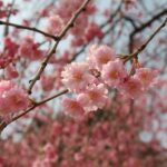 grazie dei fior prunus serrulata