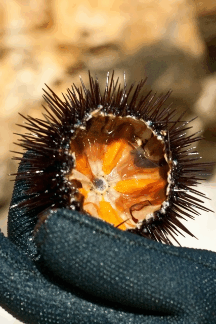 un Riccio di mare tagliato a metà