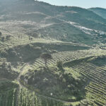 Sicilia terre Halaesa avocado