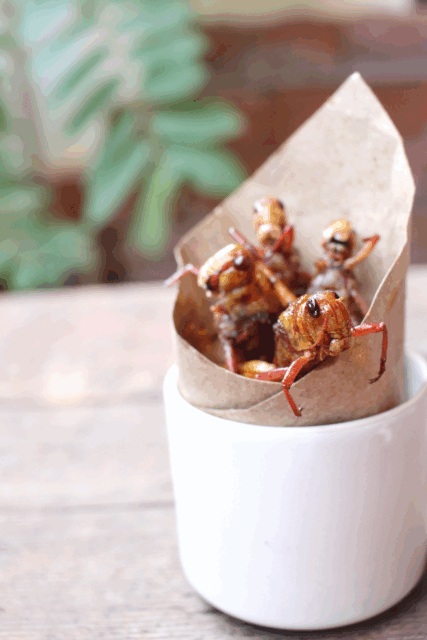 cartoccio con insetti fritti