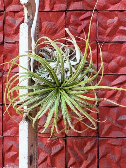donum Tillandsia all'aperto