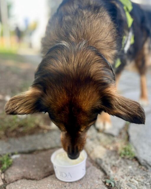 donum San Giuda cane mangia gelato