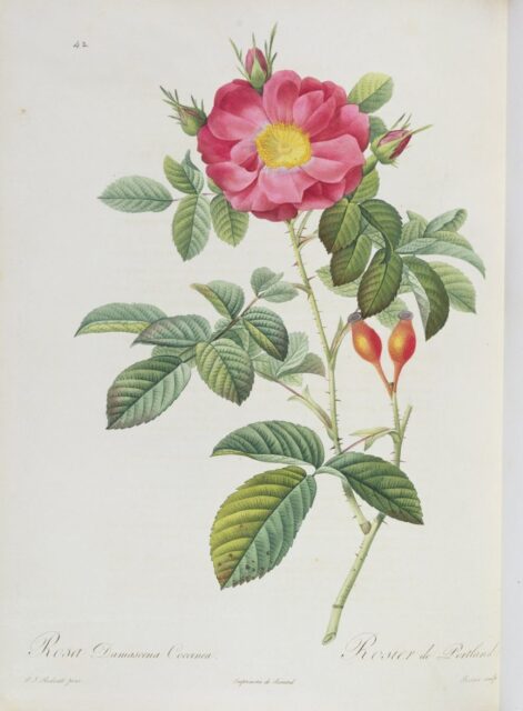Rosa Antonella Ghibaudi damascena Redouté