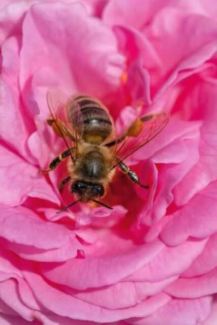 Rosa Francesca Lotta l'Abeille