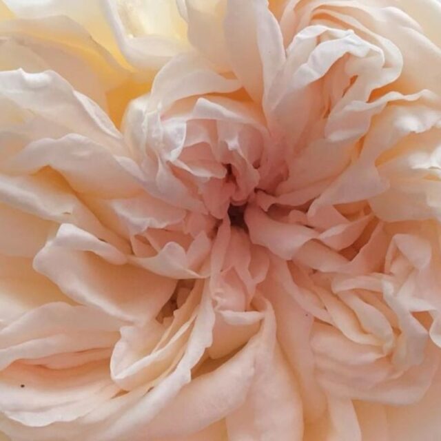 Rosa Antonella Ghibaudi rosa centifolia